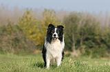 BORDER COLLIE 1402